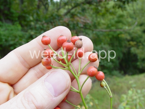 rose, multiflora